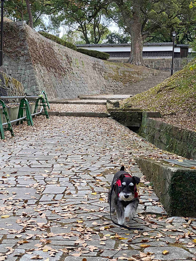熊本城と都市公園の散策